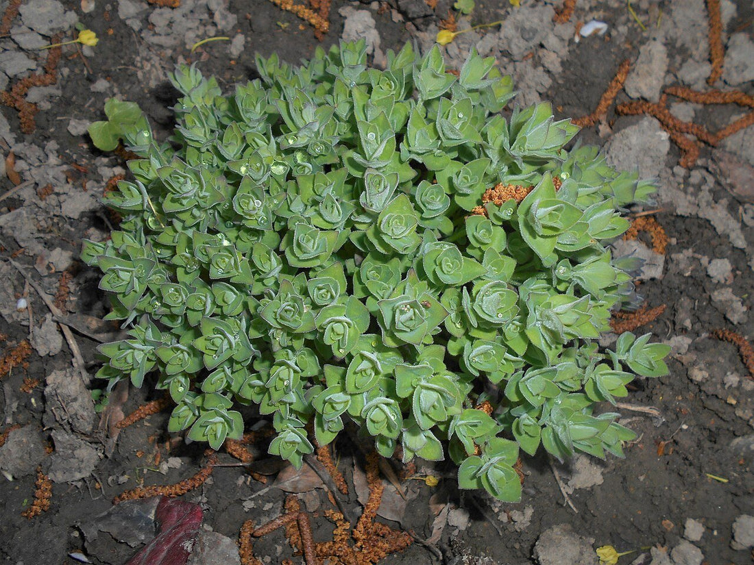 Codonopsis clematidea (bonnet bellflower) foliage