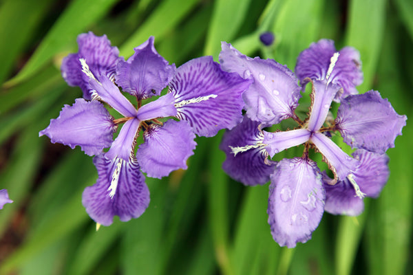 Close-up of purple Iris tectorum, commonl known as roof iris, flowers with green leaves in the background