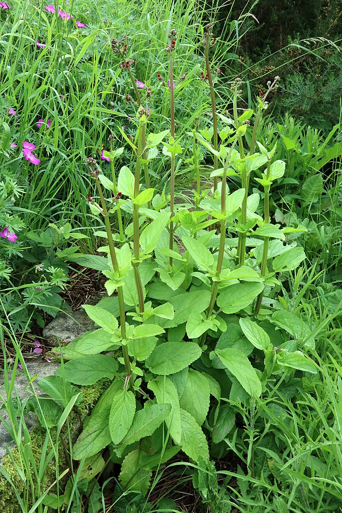 Green foliage and stems of Scrophularia nodosa (common figwort) with burgundy blooms in the garden
