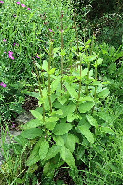 Green foliage and stems of Scrophularia nodosa (common figwort) with burgundy blooms in the garden