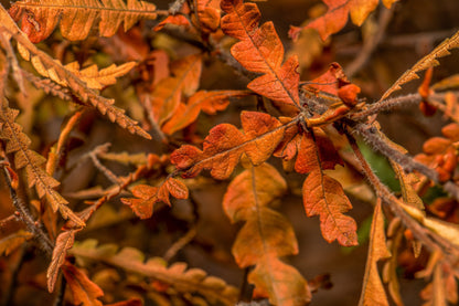 Comptonia peregringa (sweet fern) autumn foliage