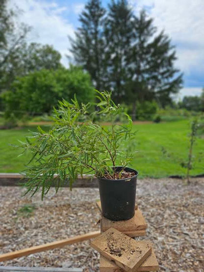 Comptonia peregringa (sweet fern) sale size at The Old Dairy Nursery