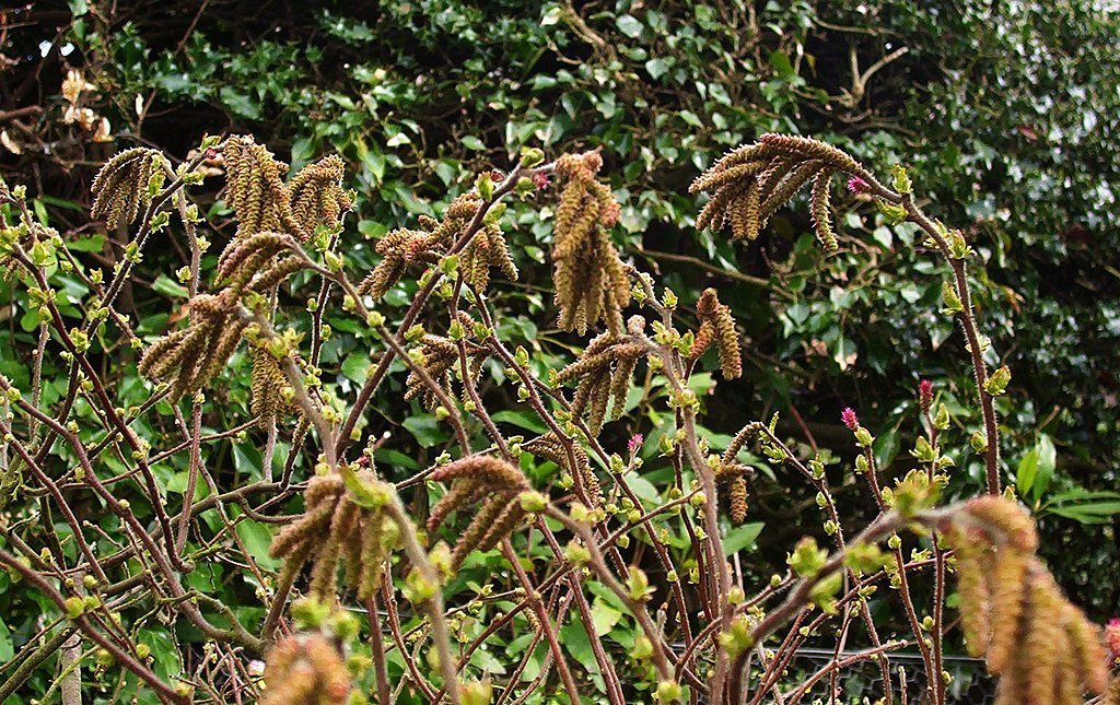 Comptonia peregringa (sweet fern) seed heads