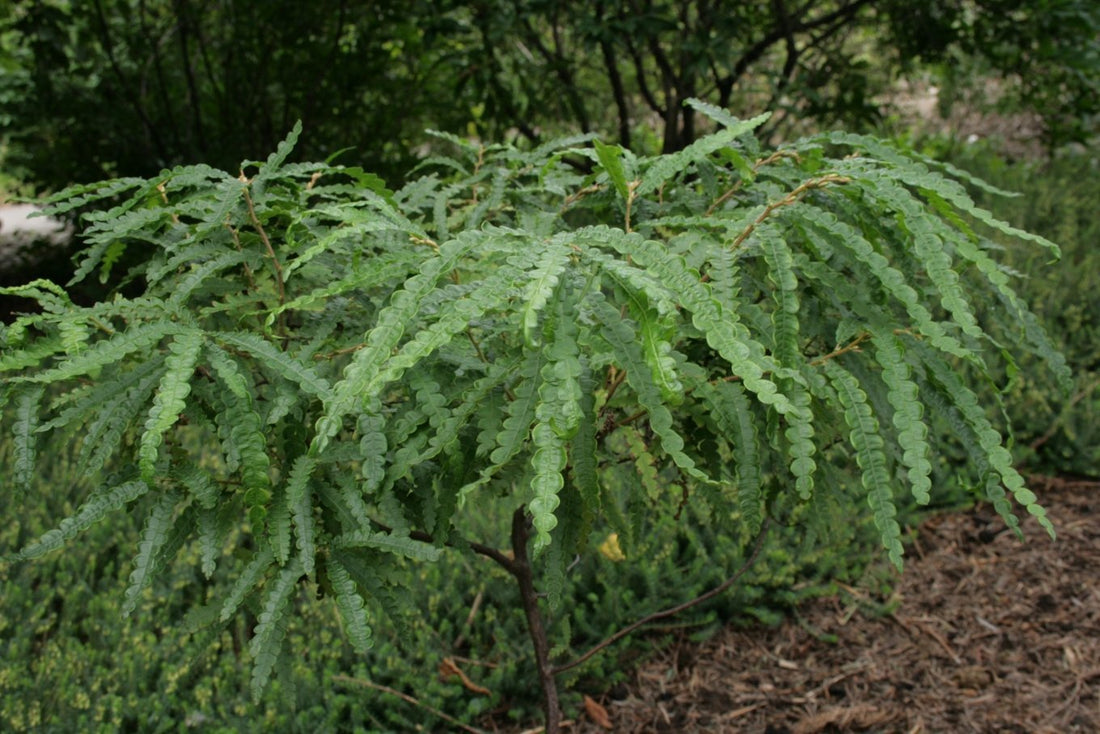 Comptonia peregringa (sweet fern) summer foliage