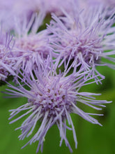 Conoclinium coelestinum (blue mistflower)