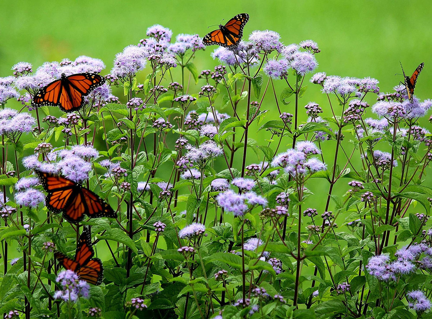 Conoclinium coelestinum (blue mistflower)