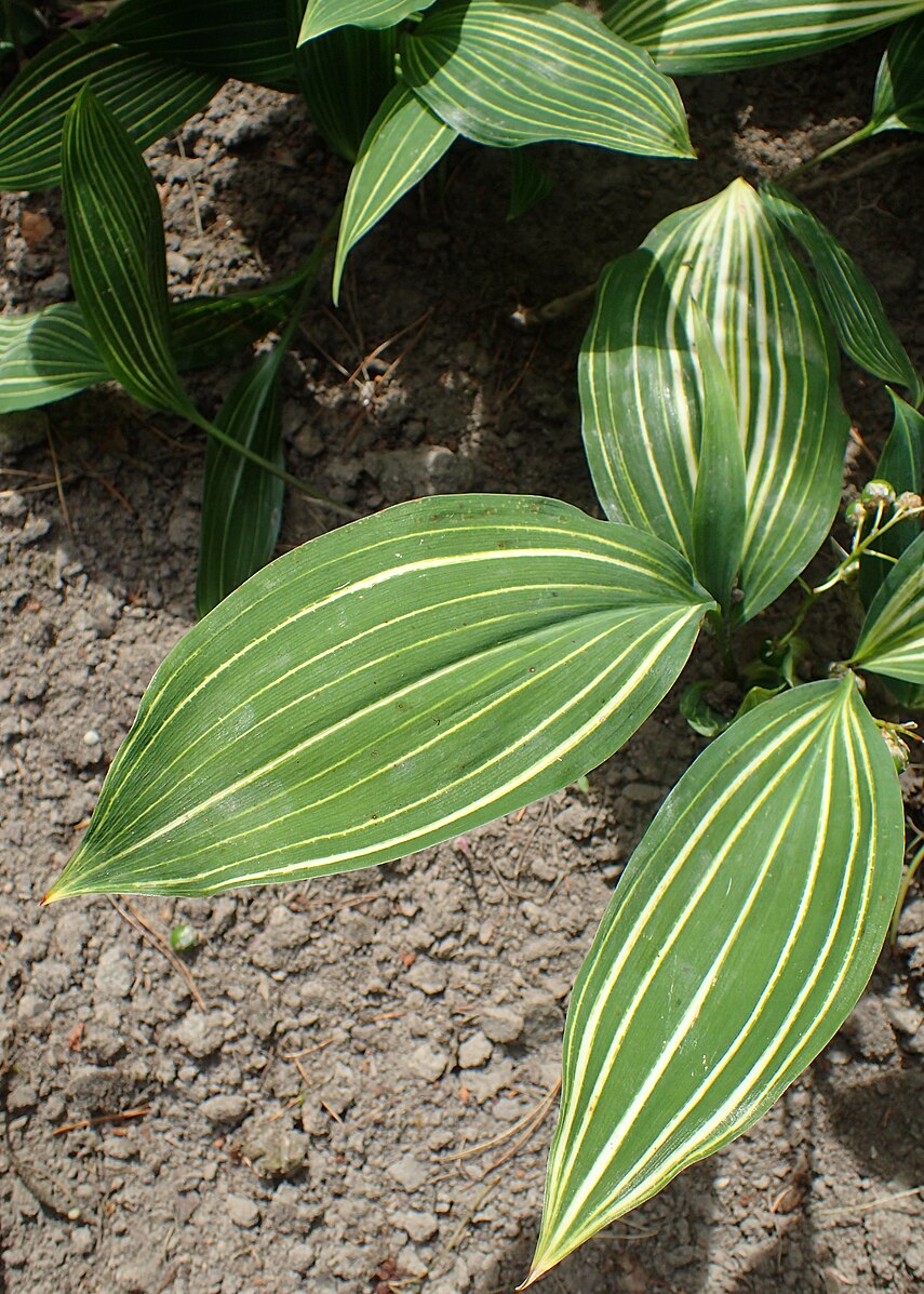 Convallaria majalis &