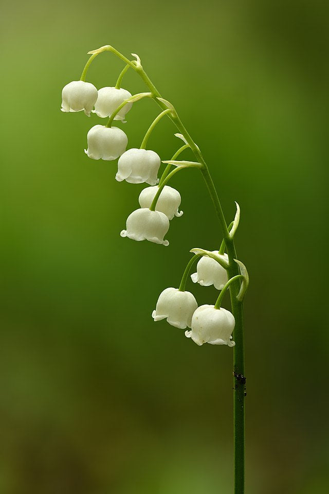 Convallaria majalis &