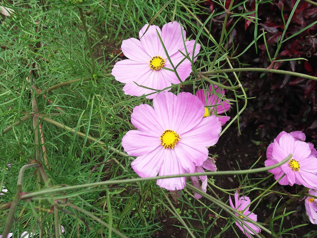 Coreopsis rosea (pink coreopsis) pink flowers with yellow centers on a green plant background
