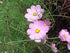 Coreopsis rosea (pink coreopsis) pink flowers with yellow centers on a green plant background