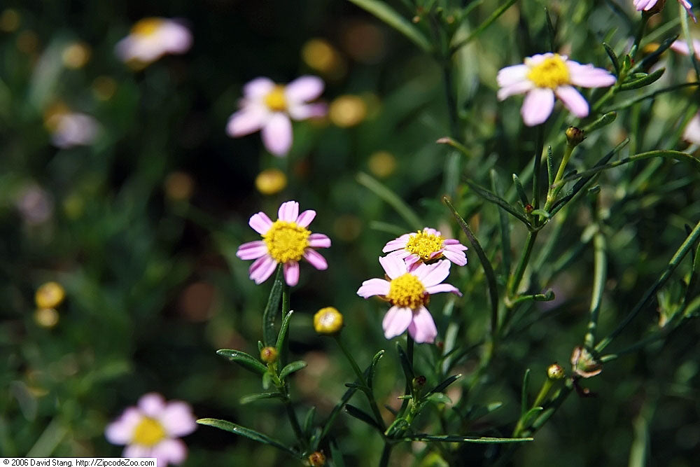 Close-up of small pink Coreopsis rosea flowers with yellow centers on a green plant.