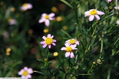Close-up of small pink Coreopsis rosea flowers with yellow centers on a green plant.