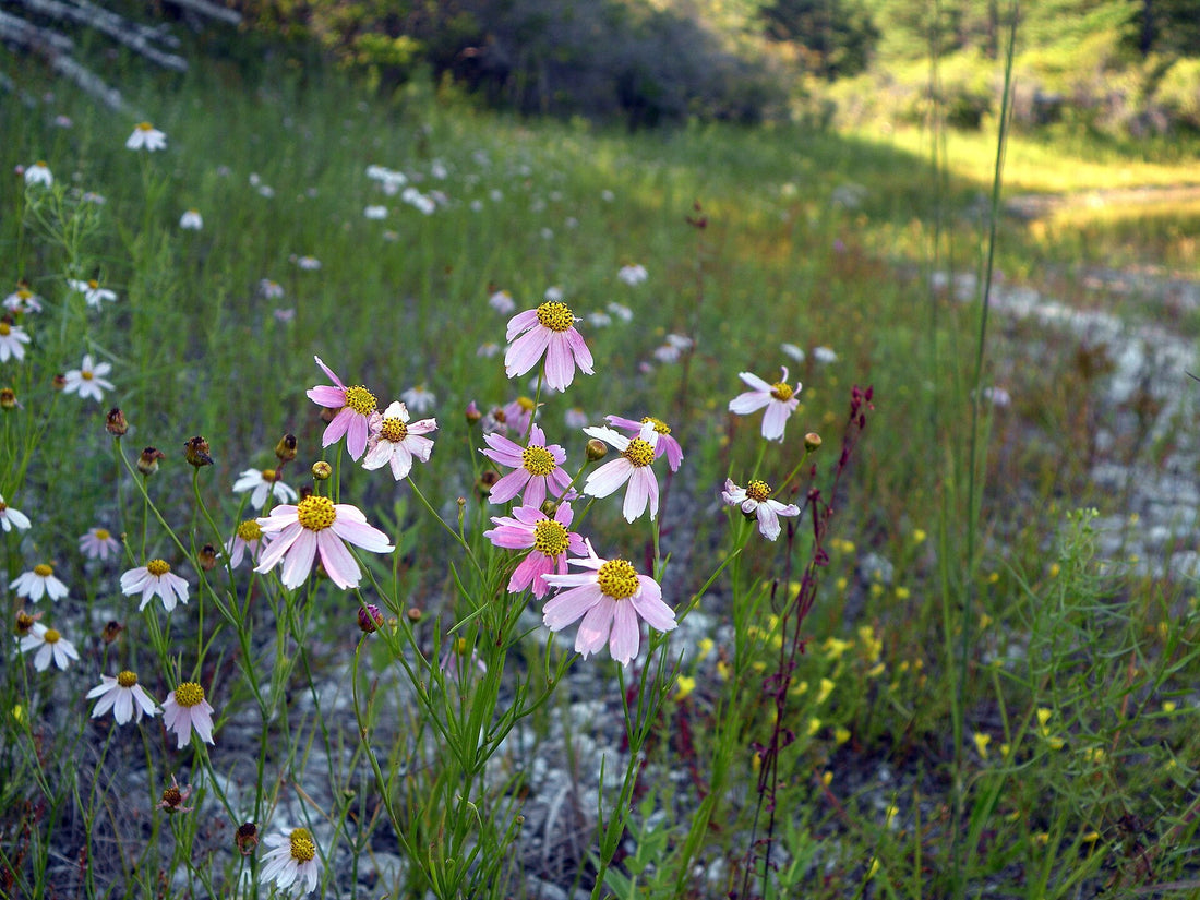 Wildflowers including Coreopsis rosea in a grassy field with a blurred background