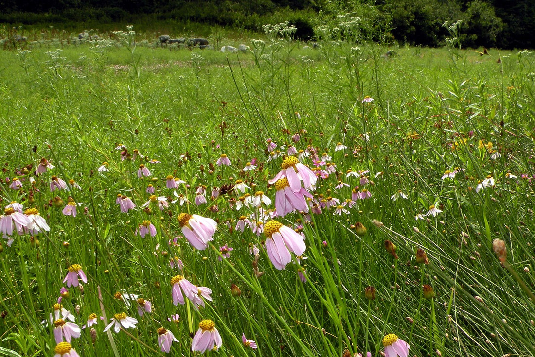 Field of Coreopsis rosea (pink coreopsis) flowers showing a mix of green grass-like foliage and pink flowers.
