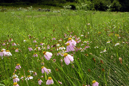 Field of Coreopsis rosea (pink coreopsis) flowers showing a mix of green grass-like foliage and pink flowers.