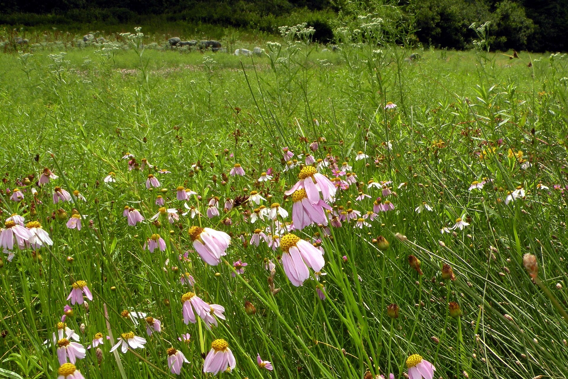 Field of wildflowers with a mix of green grass and pink Coreopsis rosea, commonly known as pink tickseed, flowers.