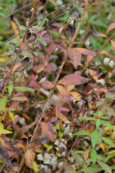 Close-up of a Tall tickseed (Coreopsis tripteris) plant with red and green leaves in a natural setting