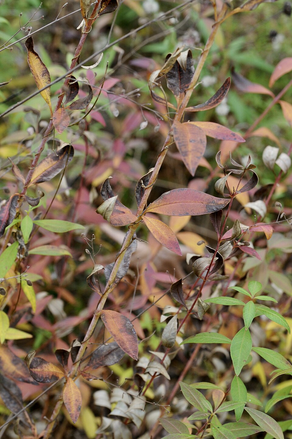 Close-up of a Tall tickseed (Coreopsis tripteris) plant with red and green leaves in a natural setting