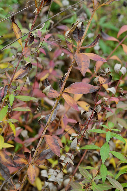 Close-up of a Tall tickseed (Coreopsis tripteris) plant with red and green leaves in a natural setting