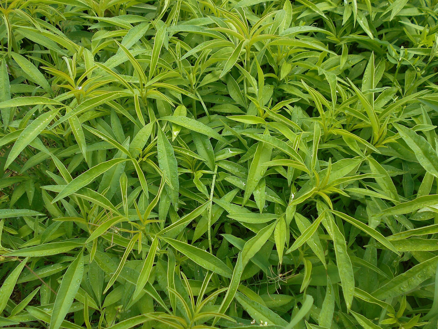 Close-up of a dense patch of green leafy Tall tickseed (Coreopsis tripteris) plants