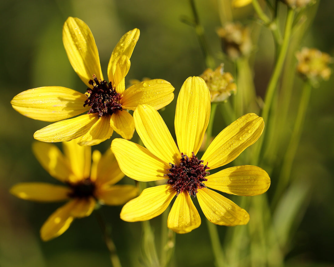 Close-up of three yellow Tall tickseed (Coreopsis tripteris) flowers with brown centers against a blurred green background