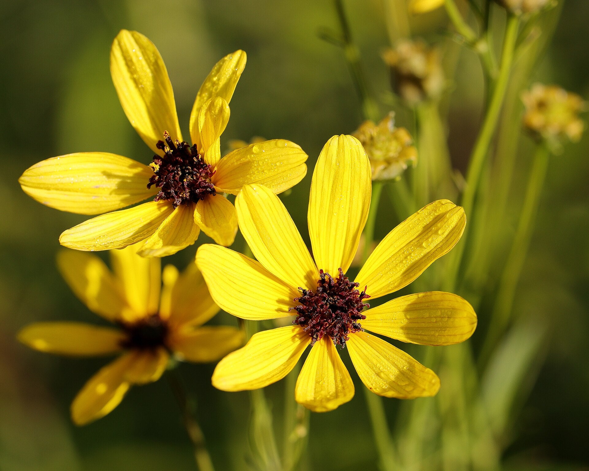 Close-up of three yellow Tall tickseed (Coreopsis tripteris) flowers with brown centers against a blurred green background