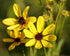 Close-up of three yellow Tall tickseed (Coreopsis tripteris) flowers with brown centers against a blurred green background