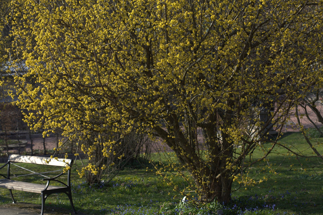 Cornus mas (Cornelian cherry) in bloom