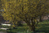 Cornus mas (Cornelian cherry) in bloom