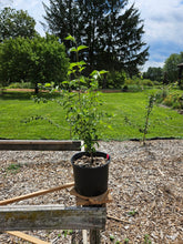 Cornus mas (Cornelian cherry) sale size at The Old Dairy Nursery