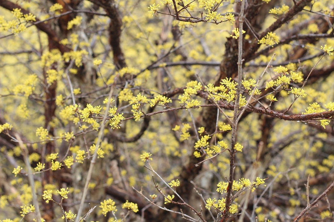 Cornus mas (Cornelian cherry) flowers