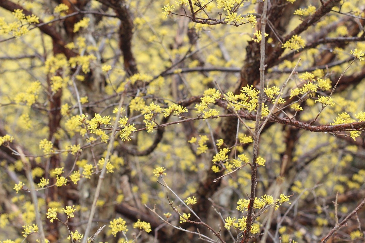 Cornus mas (Cornelian cherry) flowers