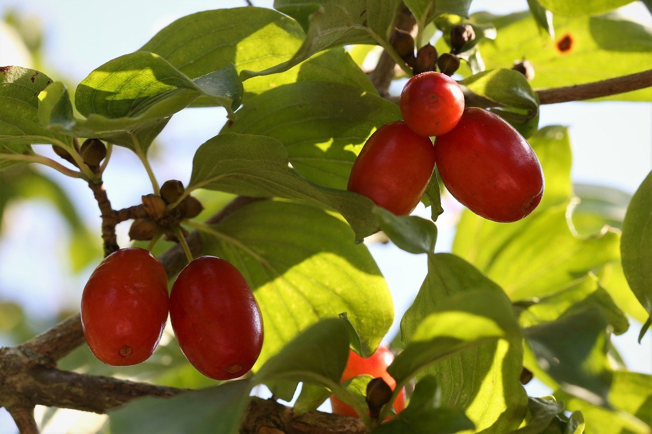 Cornus mas (Cornelian cherry) fruit