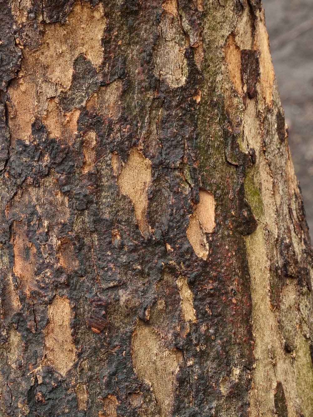 Cornus mas (Cornelian cherry) bark