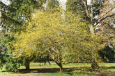 Cornus mas (Cornelian cherry) blooms in landscape