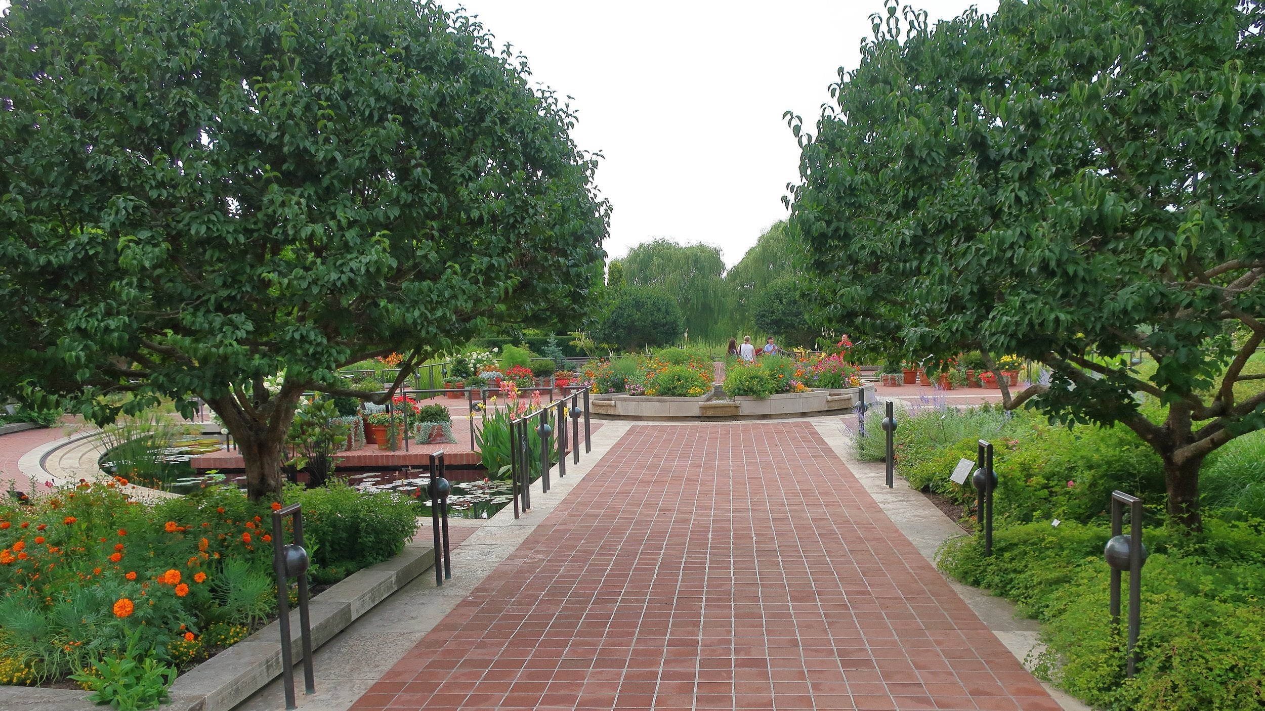 Cornus mas (Cornelian cherry) pruned to umbrella shapes in formal garden