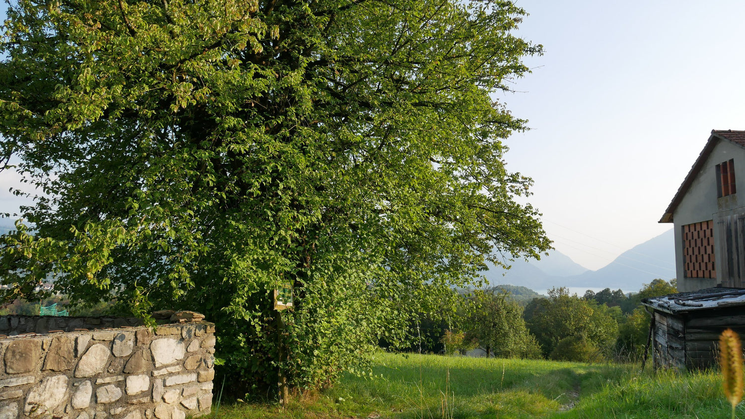 Cornus mas (Cornelian cherry) in landscape