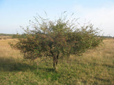 Cornus mas (Cornelian cherry) in field