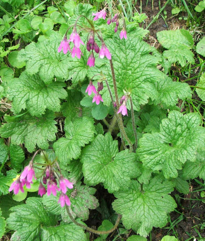Green leaves  of Cortusa matthioli, commonly known as alpine bells,with pink flowers in a natural setting.