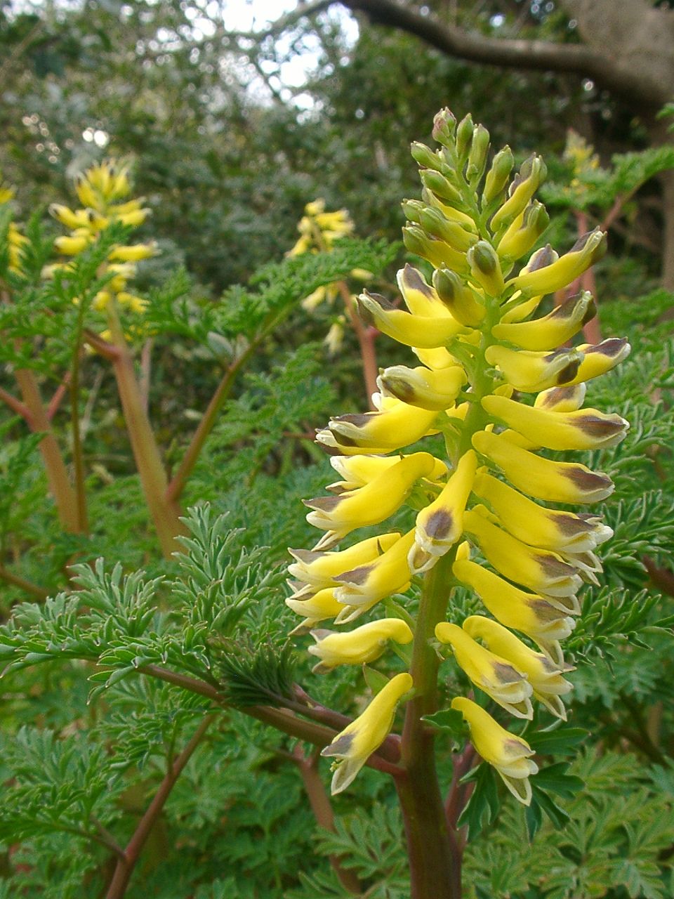 Corydalis heterocarpa (Japanese fernleaf corydalis) yellow flowers with green leaves in a natural setting