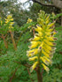 Corydalis heterocarpa (Japanese fernleaf corydalis) yellow flowers with green leaves in a natural setting