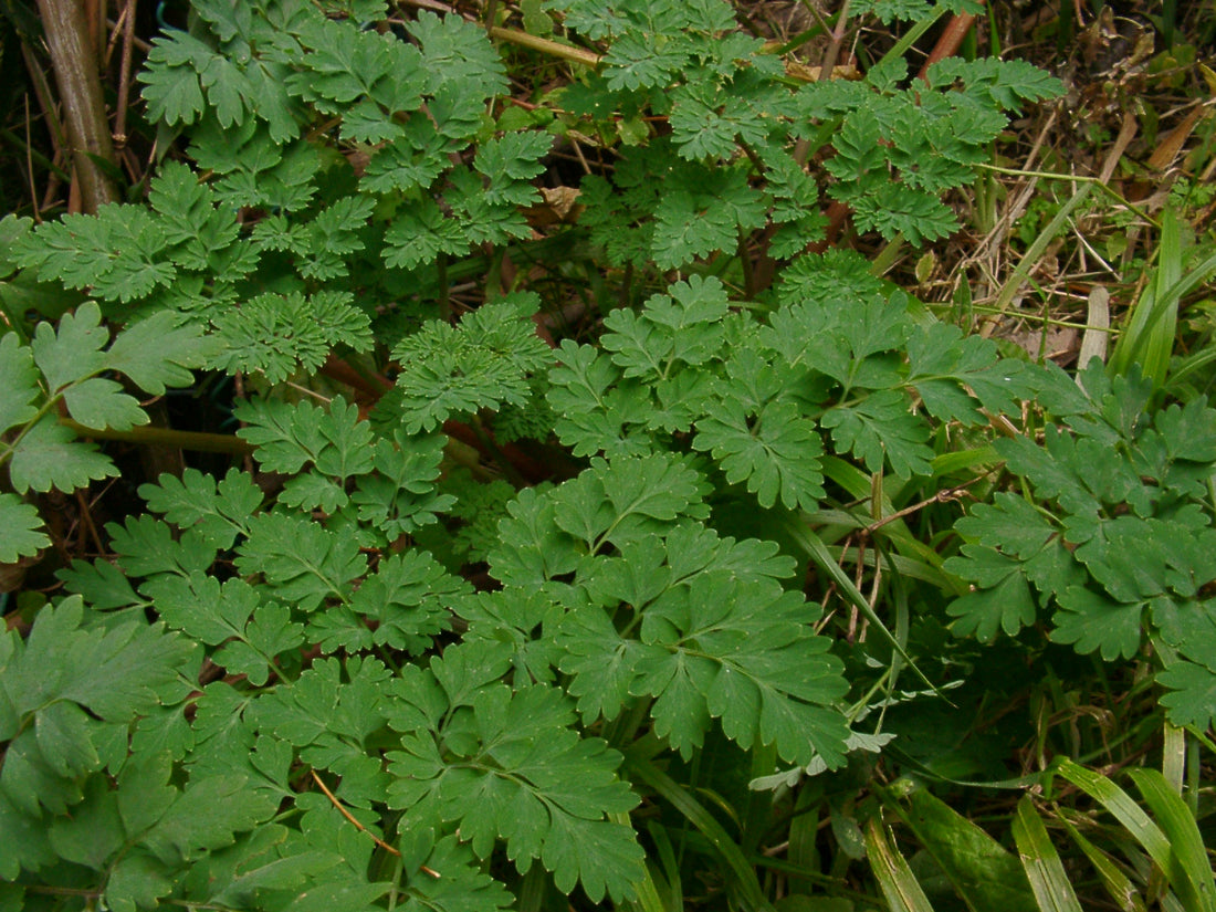 Corydalis heterocarpa (Japanese fernleaf corydalis) lacy green leaves in a natural setting