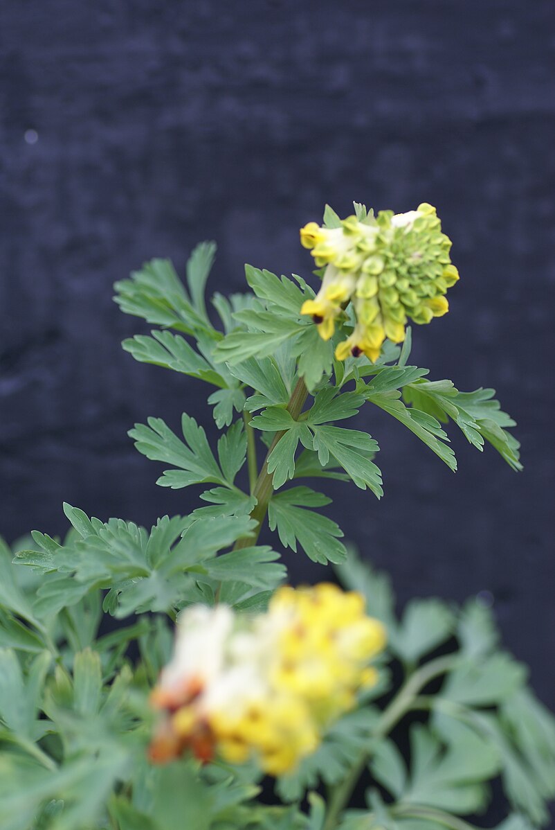 Corydalis nobilis flower