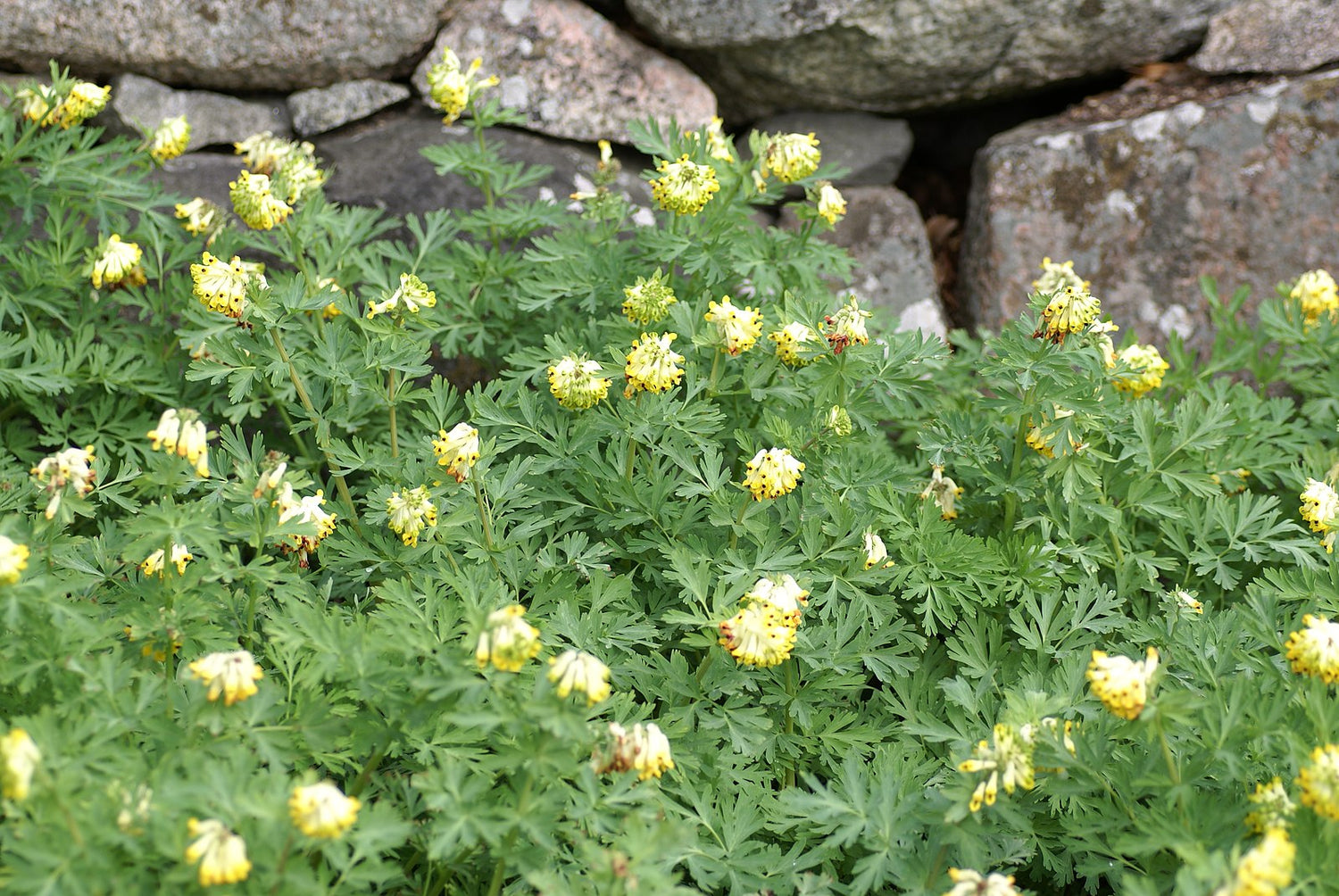 Corydalis nobilis