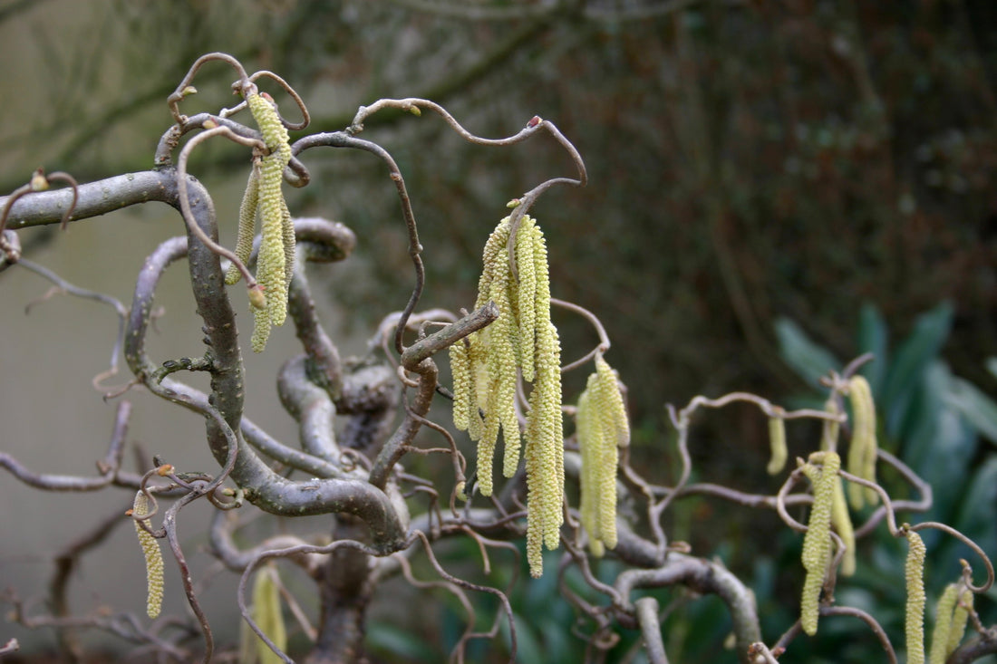 Corylus avellana &