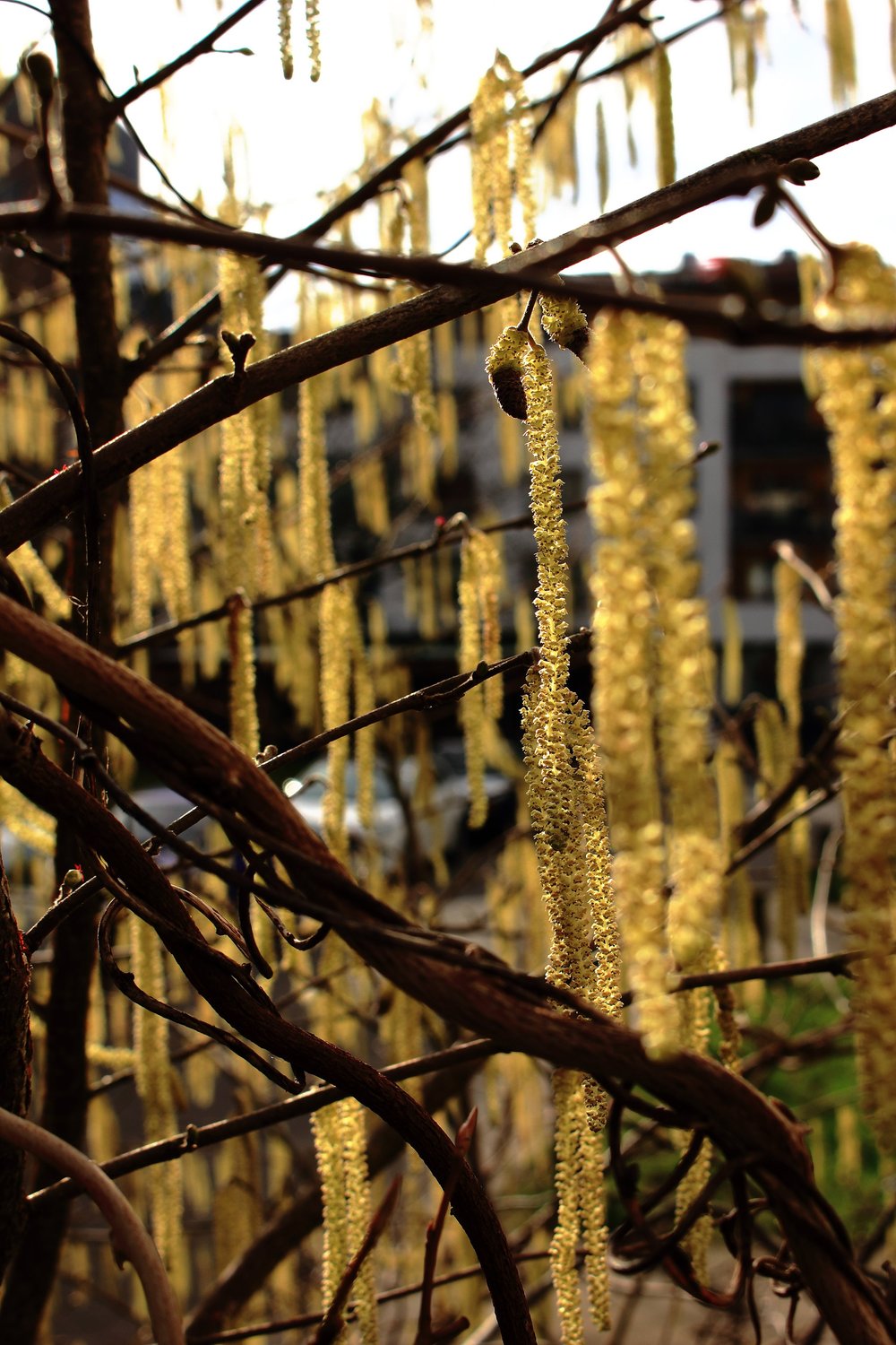 Corylus avellana &