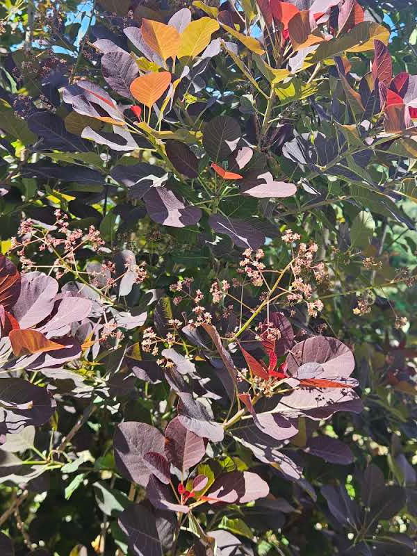 Cotinus coggygria var. purpurea (smokebush) foliage