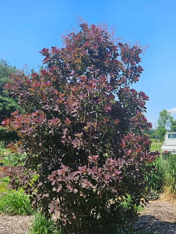 Cotinus coggygria var. purpurea (smokebush) form