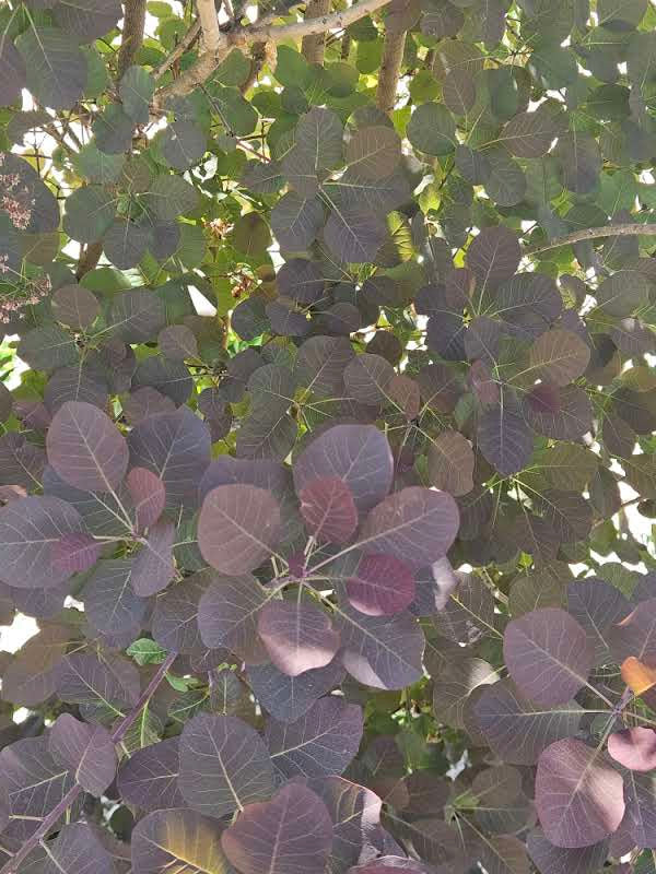 Cotinus coggygria var. purpurea (smokebush) purple foliage