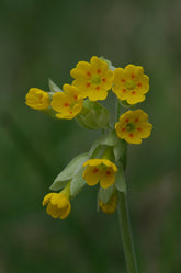 Primula veris (cowslips) flower